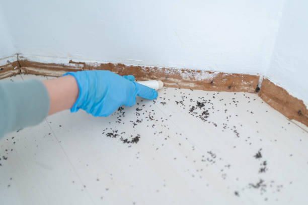 Best Best Pest Control Companies  in Hedwig Village, TX